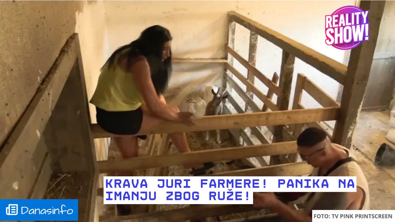 Farma 8 - Krava juri farmere! Panika na imanju zbog Ruže!