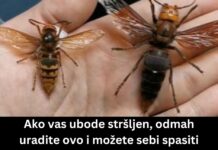 Ako vas ubode stršljen, odmah uradite ovo i možete sebi spasiti život: Mnogo ljudi ne zna za ovu stvar Ako vas ubode stršljen, odmah uradite ovo i možete sebi spasiti život: Mnogo ljudi ne zna za ovu stvar - featured image