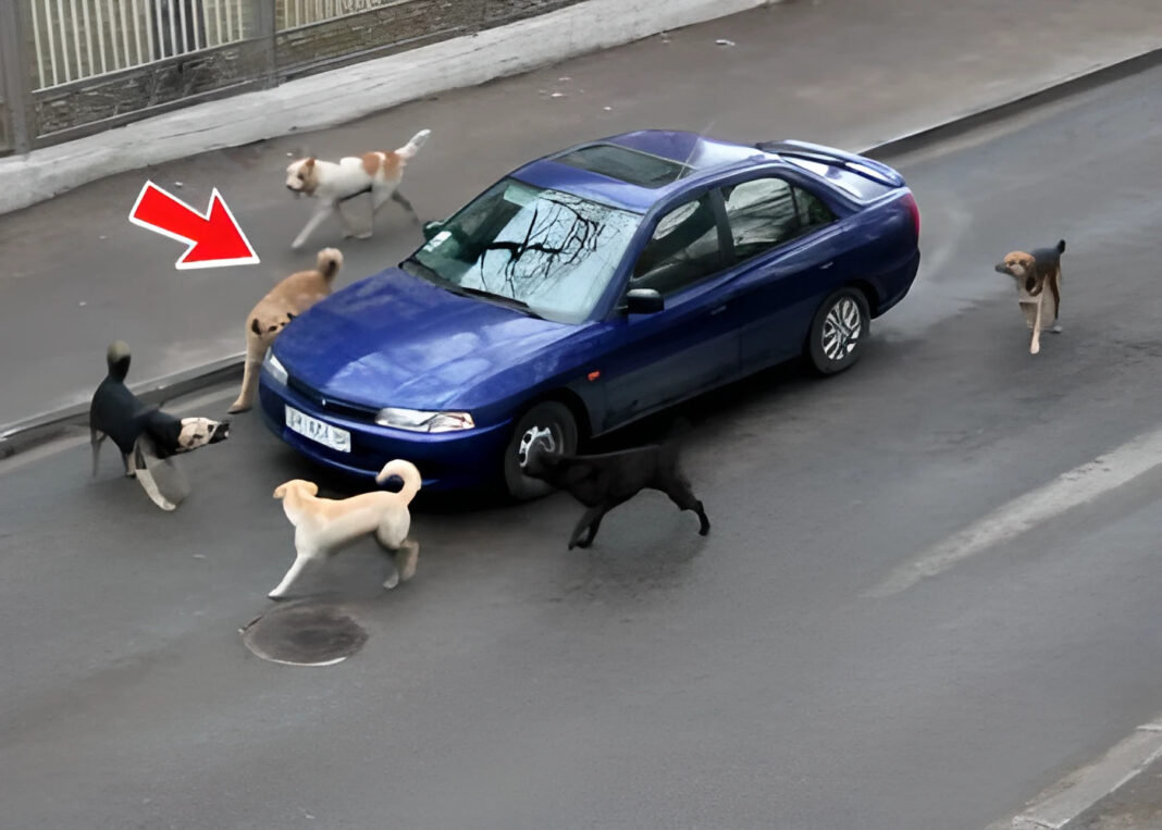 Čopor pasa lajao na parkirani auto, POKAZALO se da su heroji! - featured image