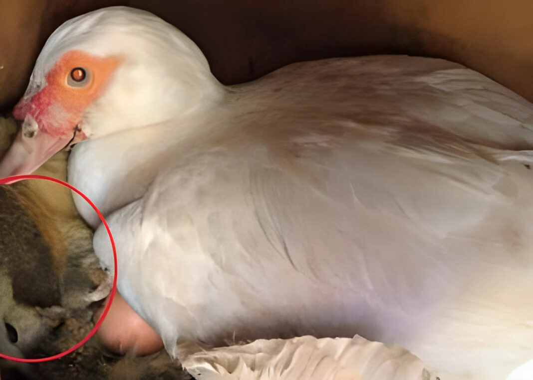 Farmer je obišao patku koja je u gnjijezdu izlegla jaja – ali tamo nije ovo očekivao! - featured image