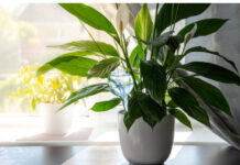 Samo jedna kasika i Spathiphyllum nevjerovatno ce cvjetati!! Samo jedna kasika i Spathiphyllum nevjerovatno ce cvjetati!! - featured image