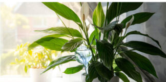 Samo jedna kasika i Spathiphyllum nevjerovatno ce cvjetati!! Samo jedna kasika i Spathiphyllum nevjerovatno ce cvjetati!! - featured image