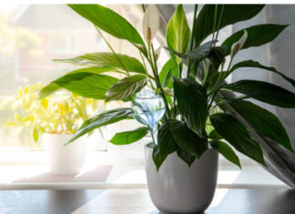 Samo jedna kasika i Spathiphyllum nevjerovatno ce cvjetati!! Samo jedna kasika i Spathiphyllum nevjerovatno ce cvjetati!! - featured image