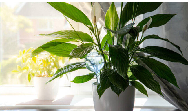 Samo jedna kasika i Spathiphyllum nevjerovatno ce cvjetati!! Samo jedna kasika i Spathiphyllum nevjerovatno ce cvjetati!! - featured image