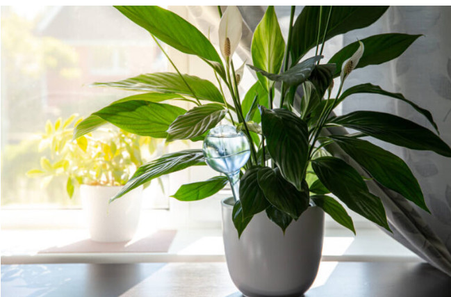 Samo jedna kasika i Spathiphyllum nevjerovatno ce cvjetati!! - featured image Samo jedna kasika i Spathiphyllum nevjerovatno ce cvjetati!! - featured image