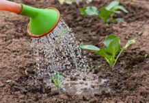 Kad u vodu dodam OVO, sve biljke bukte kao požar: Tajna obilne žetve, paradajza, krastavci i prekrasne sobne biljke! Kad u vodu dodam OVO, sve biljke bukte kao požar: Tajna obilne žetve, paradajza, krastavci i prekrasne sobne biljke! - featured image