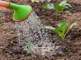 Kad u vodu dodam OVO, sve biljke bukte kao požar: Tajna obilne žetve, paradajza, krastavci i prekrasne sobne biljke! Kad u vodu dodam OVO, sve biljke bukte kao požar: Tajna obilne žetve, paradajza, krastavci i prekrasne sobne biljke! - featured image