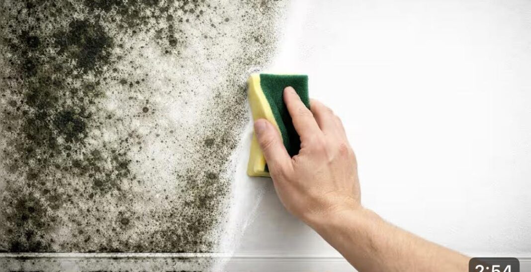 Mislio sam da je nemoguće! Sva plijesan je nestala sa zidova - featured image Mislio sam da je nemoguće! Sva plijesan je nestala sa zidova - featured image