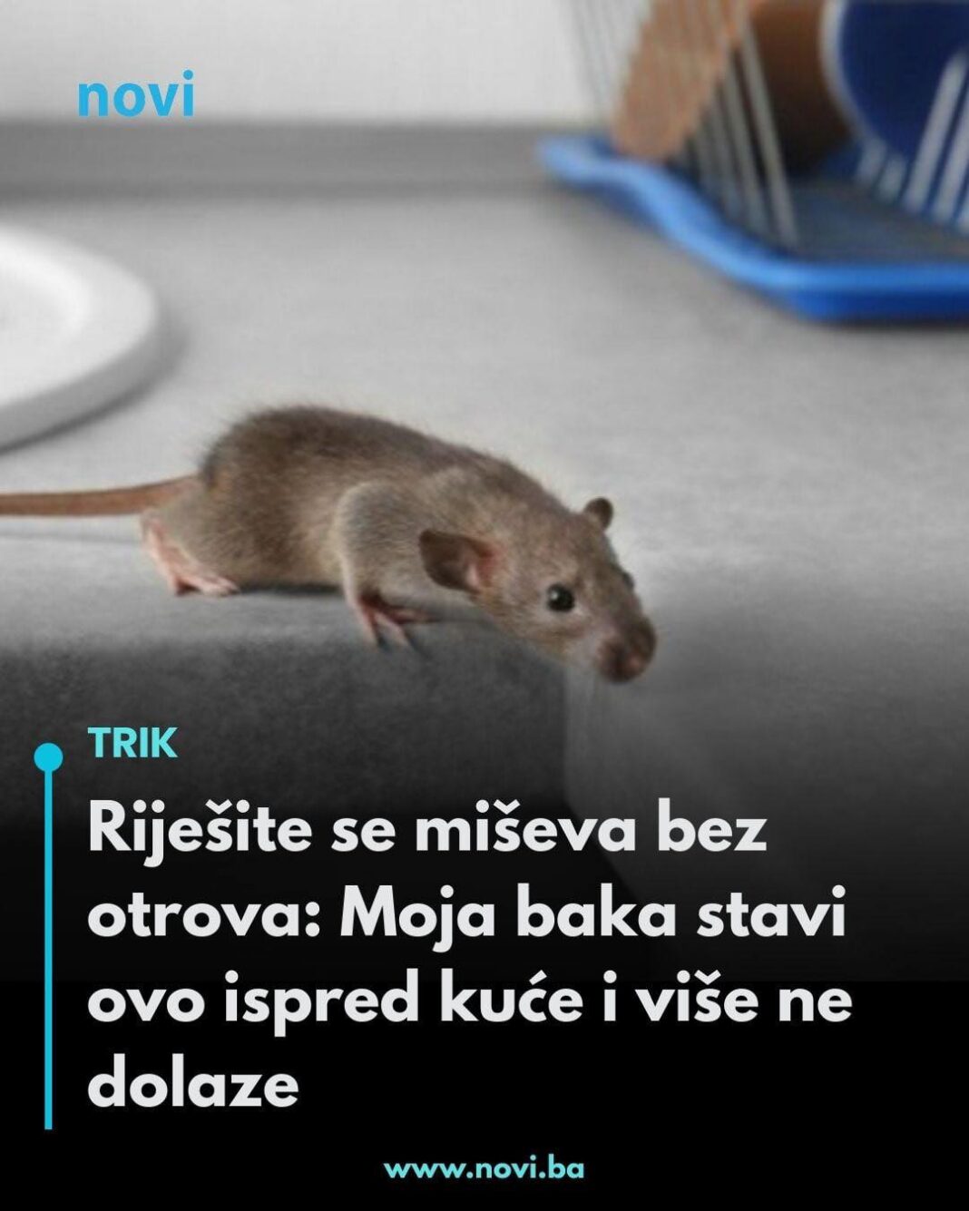 Riješite se miševa bez otrova: Moja baka stavi ovo ispred kuće i više ne dolaze - featured image