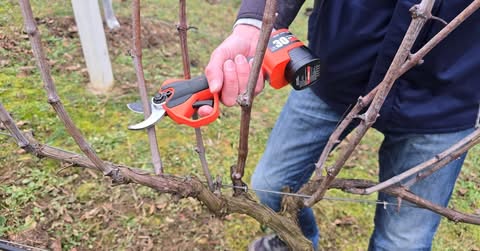 KAKO orezivati vinovu lozu i kako uzgojiti nove biljke iz reznica.. - featured image