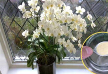 Ako ne znate šta nije u redu sa vašom orhidejom, odmah upotrebite ovaj PRAŠAK: Jedna kašičica mesečno je DOVOLJNA! Ako ne znate šta nije u redu sa vašom orhidejom, odmah upotrebite ovaj PRAŠAK: Jedna kašičica mesečno je DOVOLJNA! - featured image