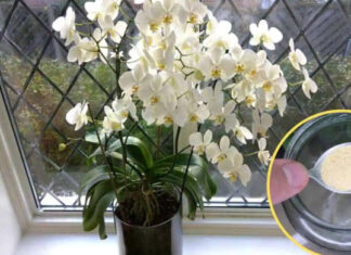 Ako ne znate šta nije u redu sa vašom orhidejom, odmah upotrebite ovaj PRAŠAK: Jedna kašičica mesečno je DOVOLJNA! Ako ne znate šta nije u redu sa vašom orhidejom, odmah upotrebite ovaj PRAŠAK: Jedna kašičica mesečno je DOVOLJNA! - featured image