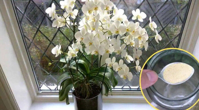 Ako ne znate šta nije u redu sa vašom orhidejom, odmah upotrebite ovaj PRAŠAK: Jedna kašičica mesečno je DOVOLJNA! Ako ne znate šta nije u redu sa vašom orhidejom, odmah upotrebite ovaj PRAŠAK: Jedna kašičica mesečno je DOVOLJNA! - featured image