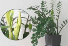 Samo 3 supene kašike i zamiokulkas ćedati PUNO novih listova! Samo 3 supene kašike i zamiokulkas ćedati PUNO novih listova! - featured image