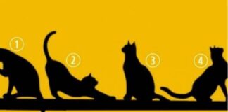 IZABERITE MAČKU SA SLIKE, BEZ PUNO RAZMIŠLJANJA: Broj koji izaberete otkriva ŠTA VAS ČEKA U ŽIVOTU IZABERITE MAČKU SA SLIKE, BEZ PUNO RAZMIŠLJANJA: Broj koji izaberete otkriva ŠTA VAS ČEKA U ŽIVOTU - featured image