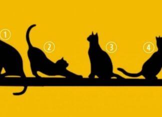 IZABERITE MAČKU SA SLIKE, BEZ PUNO RAZMIŠLJANJA: Broj koji izaberete otkriva ŠTA VAS ČEKA U ŽIVOTU IZABERITE MAČKU SA SLIKE, BEZ PUNO RAZMIŠLJANJA: Broj koji izaberete otkriva ŠTA VAS ČEKA U ŽIVOTU - featured image