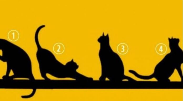 IZABERITE MAČKU SA SLIKE, BEZ PUNO RAZMIŠLJANJA: Broj koji izaberete otkriva ŠTA VAS ČEKA U ŽIVOTU IZABERITE MAČKU SA SLIKE, BEZ PUNO RAZMIŠLJANJA: Broj koji izaberete otkriva ŠTA VAS ČEKA U ŽIVOTU - featured image