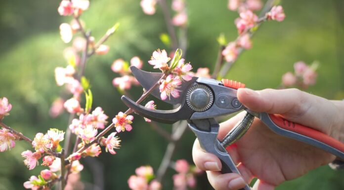 Kako urediti vrt u martu: Sada se postavljaju temelji bašte koja će cvetati sve do kasne jeseni Kako urediti vrt u martu: Sada se postavljaju temelji bašte koja će cvetati sve do kasne jeseni - featured image