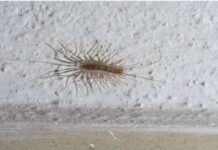 VEĆ SU SVUDA! AKO VIDITE 0VU BUBU NA ZIDU, NI SLUČAJN0 JE NE UBIJAJTE: Jezive su, ali ukazuju na jedan veliki problem koji imate u kući VEĆ SU SVUDA! AKO VIDITE 0VU BUBU NA ZIDU, NI SLUČAJN0 JE NE UBIJAJTE: Jezive su, ali ukazuju na jedan veliki problem koji imate u kući - featured image