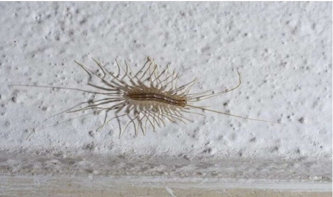 VEĆ SU SVUDA! AKO VIDITE 0VU BUBU NA ZIDU, NI SLUČAJN0 JE NE UBIJAJTE: Jezive su, ali ukazuju na jedan veliki problem koji imate u kući VEĆ SU SVUDA! AKO VIDITE 0VU BUBU NA ZIDU, NI SLUČAJN0 JE NE UBIJAJTE: Jezive su, ali ukazuju na jedan veliki problem koji imate u kući - featured image