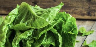 EVO KAKO DA VAM ZELENA SALATA OSTANE SVEŽA I DO MESEC DANA: Samo ispoštuje ovo jednostavno pravilo! EVO KAKO DA VAM ZELENA SALATA OSTANE SVEŽA I DO MESEC DANA: Samo ispoštuje ovo jednostavno pravilo! - featured image