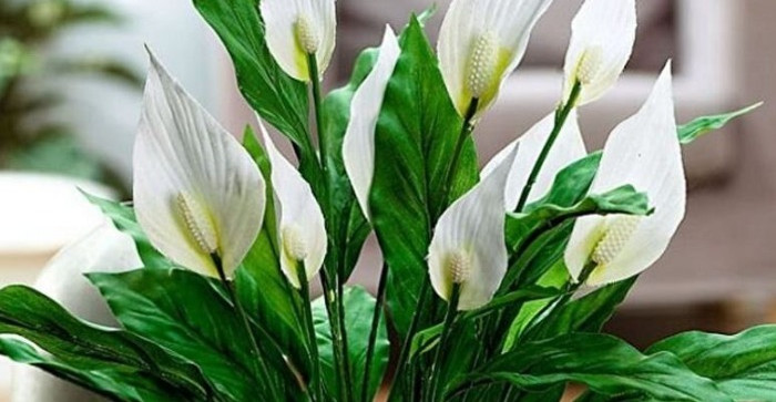 Muka vam je od čekanja da vaš spathiphyllum procvjeta? Ovih šest savjeta promijenilo je sve za mene - featured image