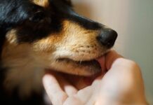 Šta znači ako vam pas liže ruku: Mnogi misle da tako iskazuje ljubav, ali to je velika greška , evo šta time poručuje Šta znači ako vam pas liže ruku: Mnogi misle da tako iskazuje ljubav, ali to je velika greška , evo šta time poručuje - featured image