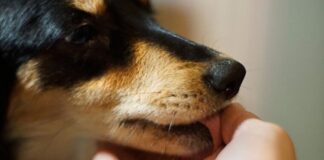 Šta znači ako vam pas liže ruku: Mnogi misle da tako iskazuje ljubav, ali to je velika greška , evo šta time poručuje Šta znači ako vam pas liže ruku: Mnogi misle da tako iskazuje ljubav, ali to je velika greška , evo šta time poručuje - featured image