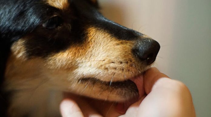 Šta znači ako vam pas liže ruku: Mnogi misle da tako iskazuje ljubav, ali to je velika greška , evo šta time poručuje Šta znači ako vam pas liže ruku: Mnogi misle da tako iskazuje ljubav, ali to je velika greška , evo šta time poručuje - featured image