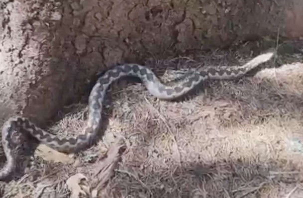 AKO VIDITE DA VAM SE ZMIJA PRIBLIŽAVA, SAMO URADITE OVO I 0TJERAĆETE JE KAO OD ŠALE: Od toga bježe kao lude - featured image AKO VIDITE DA VAM SE ZMIJA PRIBLIŽAVA, SAMO URADITE OVO I 0TJERAĆETE JE KAO OD ŠALE: Od toga bježe kao lude - featured image