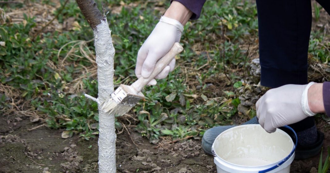 Da li je zaista potrebno KREČITI VOĆKE u proleće: Evo šta kažu stručnjaci – kada pomaže, a kada je već kasno - featured image Da li je zaista potrebno KREČITI VOĆKE u proleće: Evo šta kažu stručnjaci – kada pomaže, a kada je već kasno - featured image